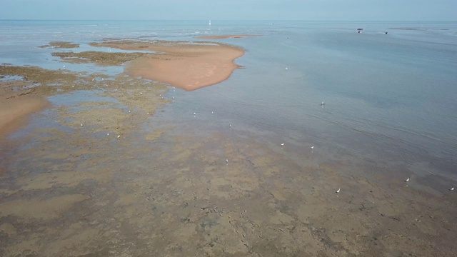 空中飞过白鹭鸟搜寻淤泥海岸视频素材