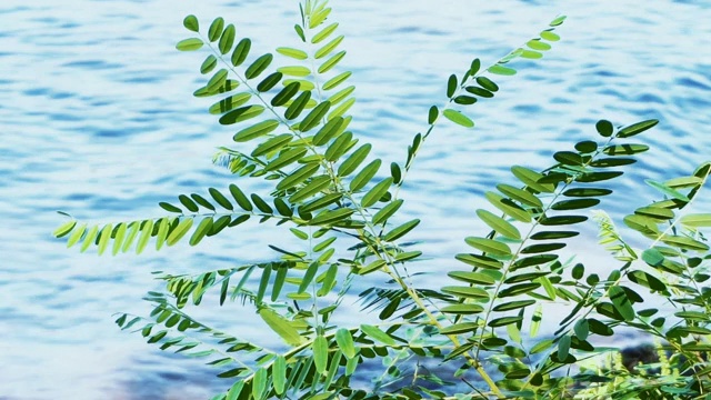 近距离拍摄靠近湖泊或河流的植物，宁静的背景。视频素材