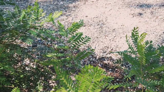 近镜头的植物在一个多风的日子，和平的背景。视频素材