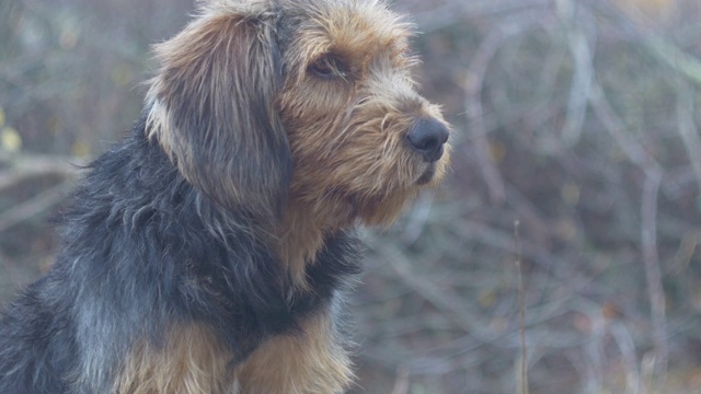 巴拉克猎犬特写4K库存镜头视频素材