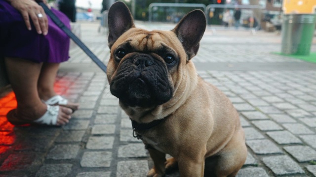 法国斗牛犬看着相机视频素材