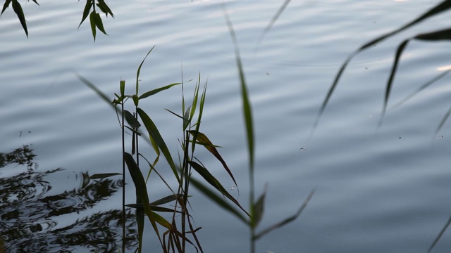 宁静的湖景，芦苇在波浪形的水面上视频素材