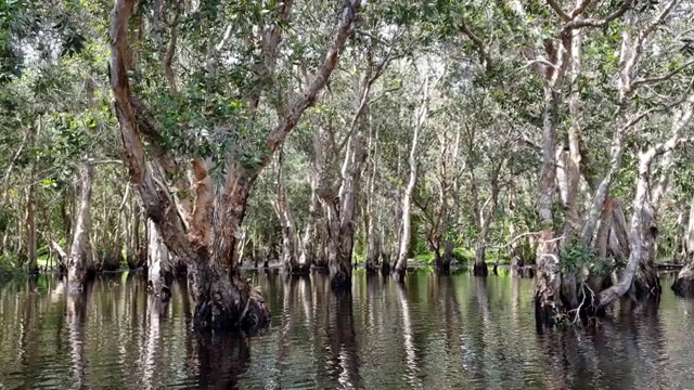 红树林。湿地是小型水生动物和生态旅游的主要来源。视频素材