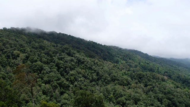 风景雾蒙蒙的绿叶，热带雨林，山脉和丘陵视频素材