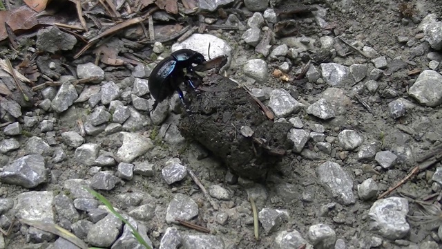 在森林小径的碎石间滚动着粪便的蜣螂，也被称为Anoplotrupes stercorosus，或甲虫或Wald Mistkaefer视频素材