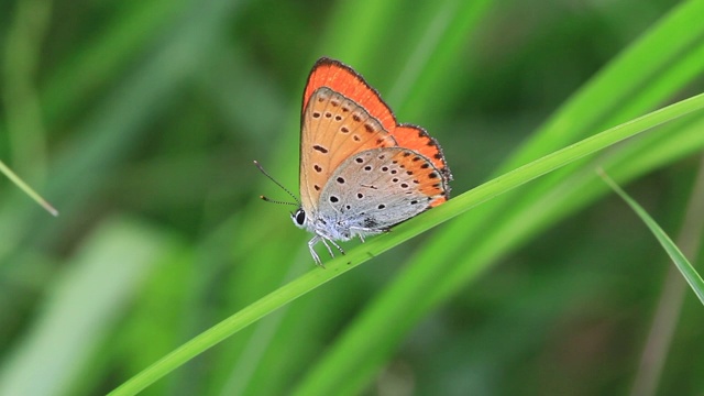 小铜蝶(Lycaena phlaeas)视频素材