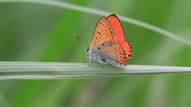 小铜蝶(Lycaena phlaeas)视频素材