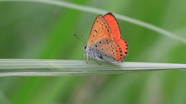 小铜蝶(Lycaena phlaeas)视频素材