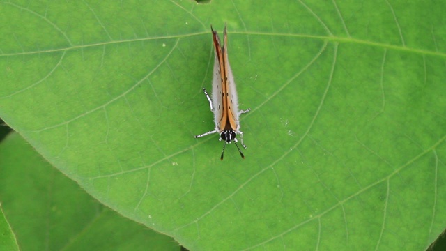 小铜蝶(Lycaena phlaeas)视频素材