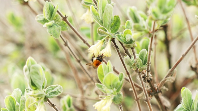 菜园子里金银花、忍冬的嫩叶和未开花芽上的大黄蜂视频素材