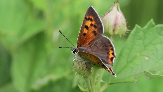 小铜蝶(Lycaena phlaeas)视频素材