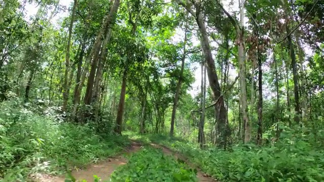 在森林里的土路上开车视频素材