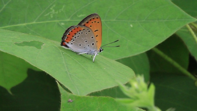 小铜蝶(Lycaena phlaeas)视频素材