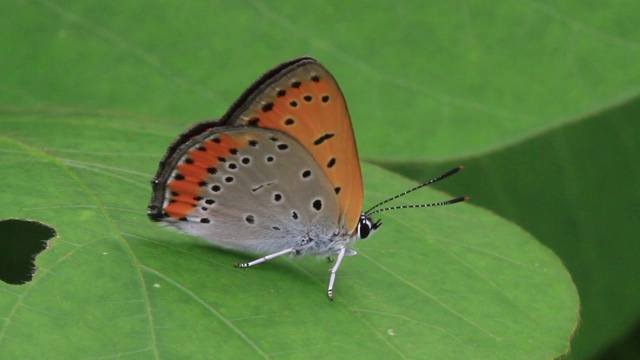 小铜蝶(Lycaena phlaeas)视频素材