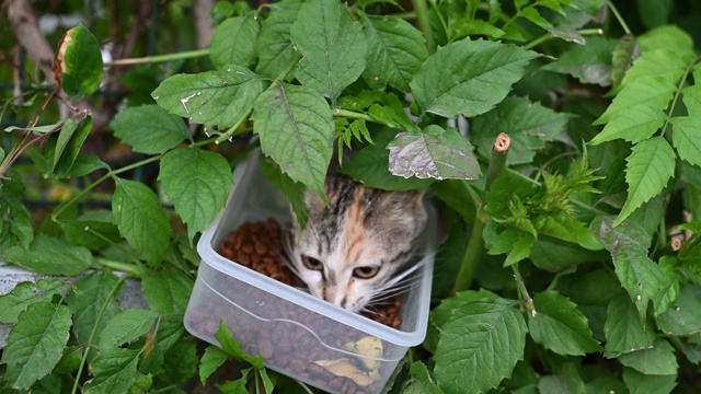 把流浪猫藏在植物里吃东西视频素材