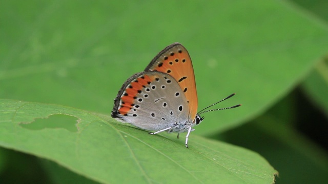 小铜蝶(Lycaena phlaeas)视频素材