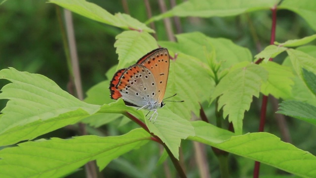 小铜蝶(Lycaena phlaeas)视频素材