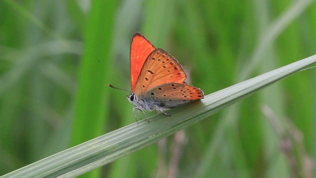 小铜蝶(Lycaena phlaeas)视频素材