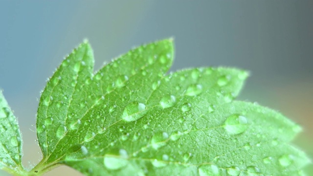 高倍放大后的绿色背景上有水滴的草莓芽叶视频素材