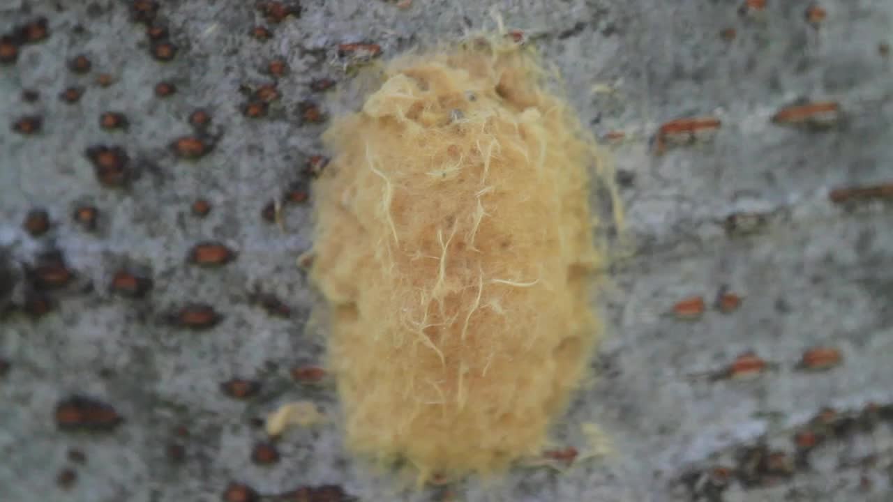斑点灯笼蝇卵囊(Lycorma delicatula)视频素材