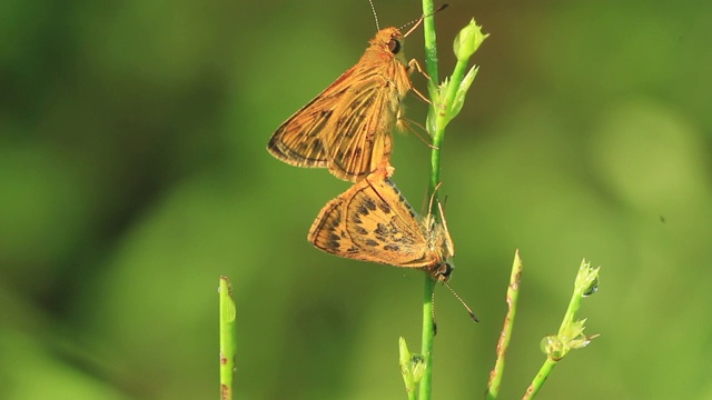 斑蝶(Potanthus flavus)交配视频素材