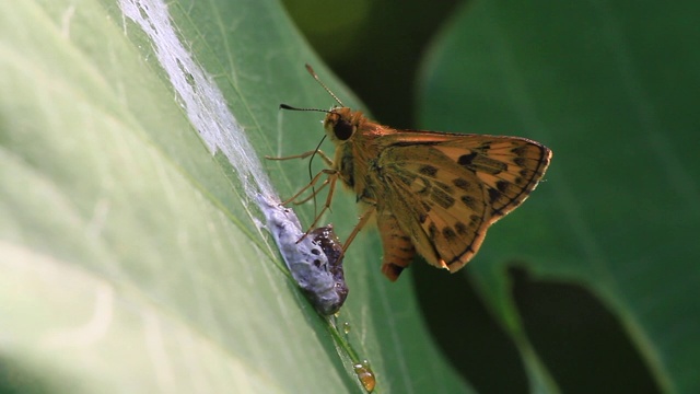 斑蝶(Potanthus flavus)视频素材