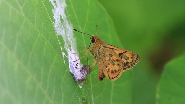 斑蝶(Potanthus flavus)视频素材