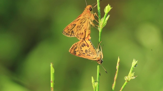 斑蝶(Potanthus flavus)交配视频素材