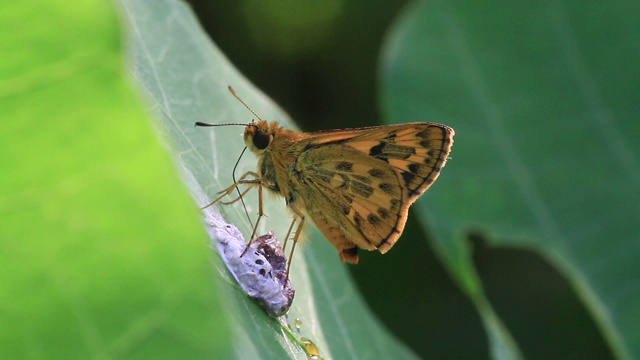 斑蝶(Potanthus flavus)视频素材