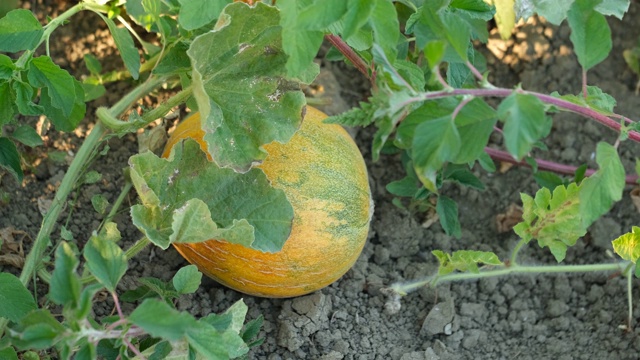 地里种瓜。健康、有机、美味的夏季水果。等待收获。视频下载