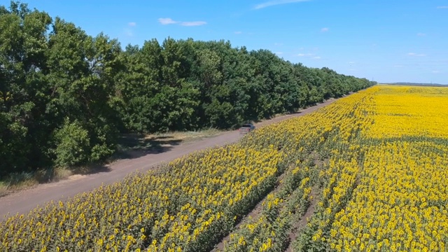 跟着黑色的小货车快速驶过乡村公路。航拍的汽车行驶在乡村道路在夏天的一天。一辆越野车辆行驶在向日葵田附近的尘土飞扬的路上。农业的概念。视频素材