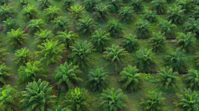 棕榈树种植园视频素材