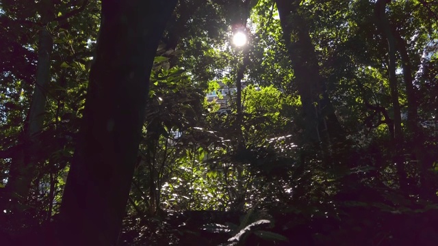 东京新宿区的一个大公园里的森林视频素材