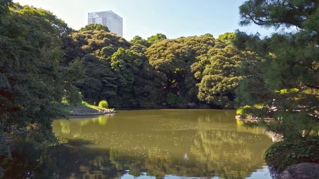 东京新宿区的一个大日本花园视频素材