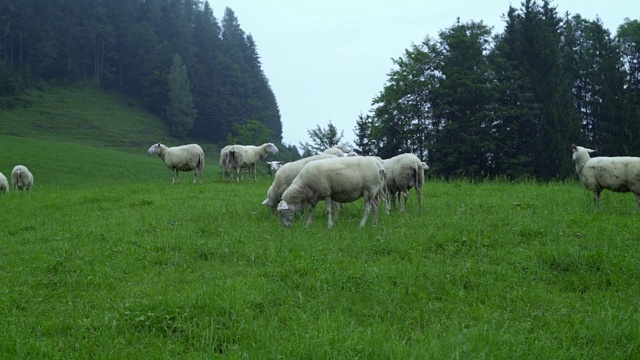 一群羊在绿色的草地上吃草，村庄的田野在森林和山丘的背景下。羊在篱笆外啃草。畜牧饲养喂食。早晨的雾。Kuchl,奥地利蒂罗尔。视频素材