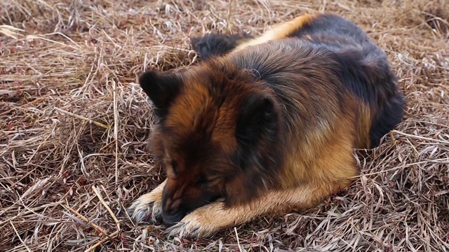 德国牧羊犬视频素材