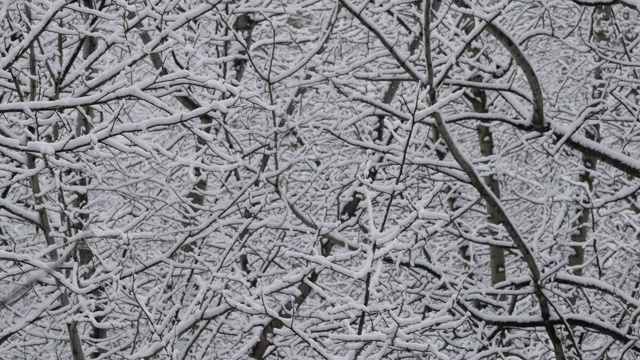 一场大雪过后，树被雪覆盖了。树枝上覆盖着雪花视频素材