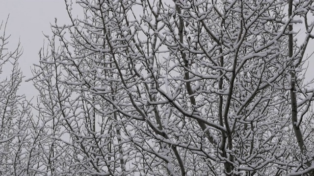 一场大雪过后，树被雪覆盖了。树枝上覆盖着雪花视频素材