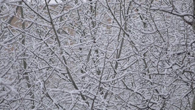 一场大雪过后，树被雪覆盖了。树枝上覆盖着雪花视频素材