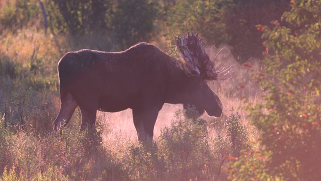 MS 4K拍摄的一个巨大的公驼鹿(Alces Alces)接近相机在日出视频素材