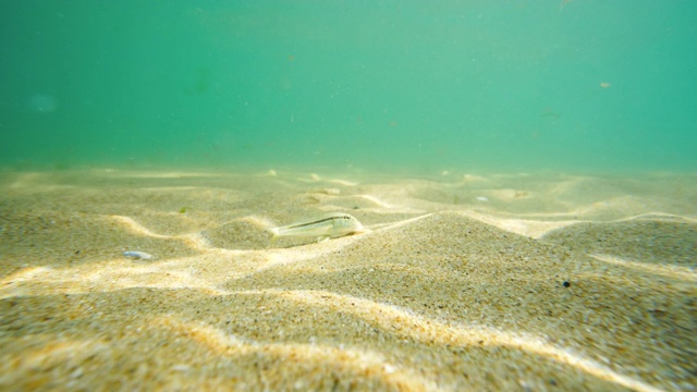 水下海景和小游鱼视频素材