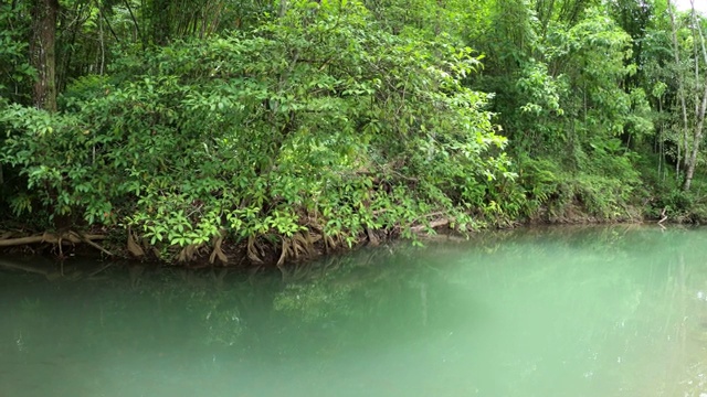 森林中的湖泊和河流视频素材