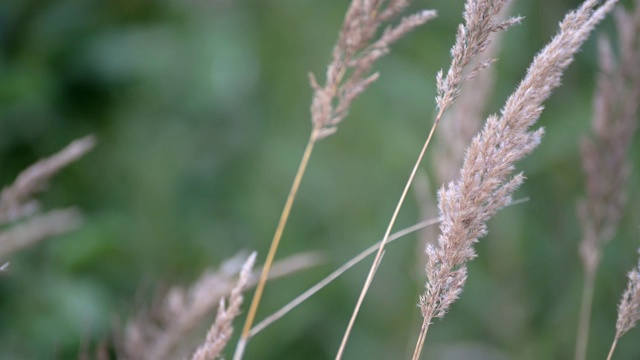 特写黄色的草地在夏天的田野上随风摇摆。视频素材