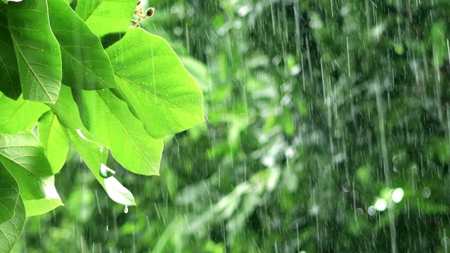 暴雨视频素材