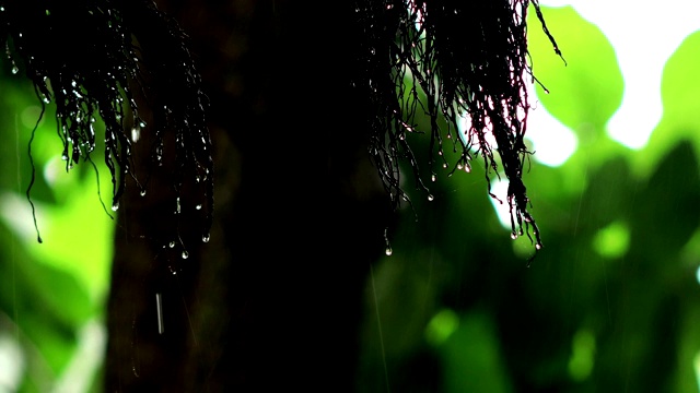 降雨视频素材