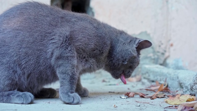 胖乎乎的流浪猫从地上吃东西视频素材