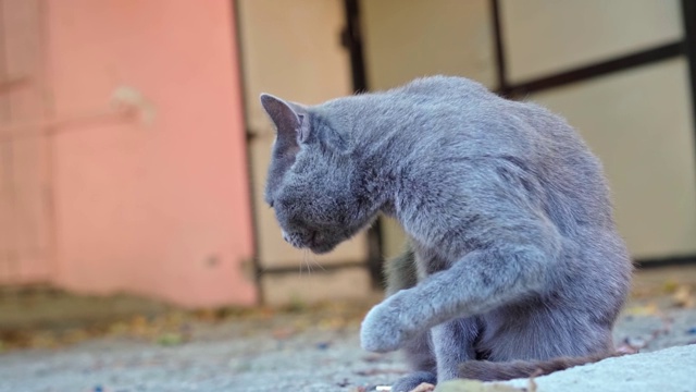 无家可归的猫在街上舔自己视频素材