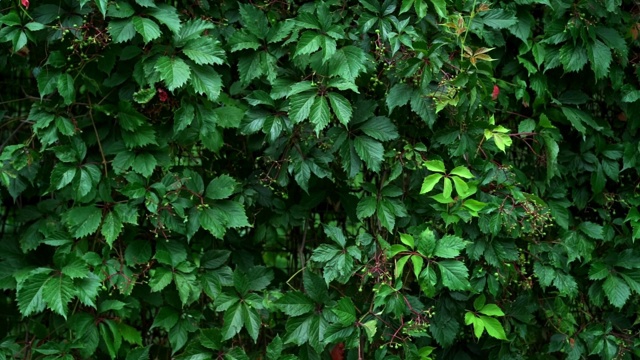 篱笆由绿色植物构成的篱笆视频素材