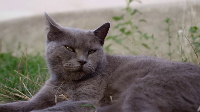 看起来像一只吃得很好的猫视频素材