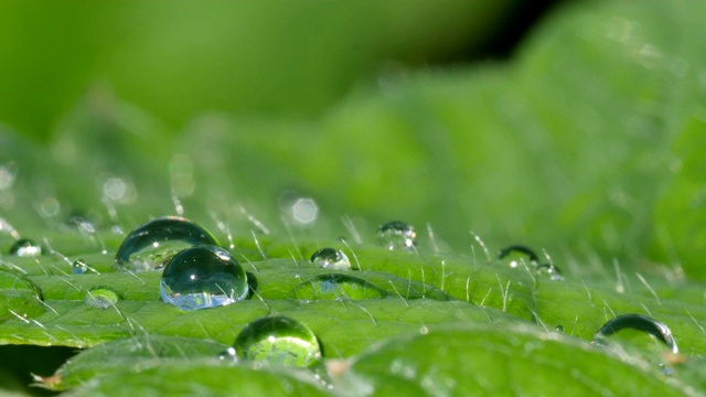 夏日的雨点在绿叶的背景上特写视频素材